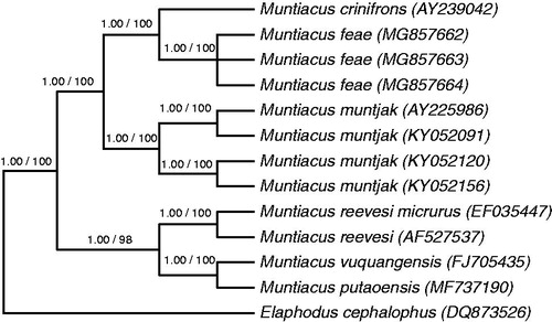 Figure 1. Bayesian inference phylogenetic tree of the genus Muntiacus based on complete mtDNA sequences. GenBank accession numbers are shown in parentheses. Numbers above the branches are the posterior probabilities and NJ bootstrap support, respectively.