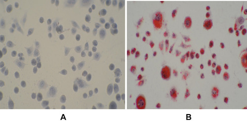 Figure 1 The differentiation and characterization of 3T3-Ll cells. (A) The cell morphology of 3T3-Ll cells without induction. (B) The differentiation of 3T3-Ll cells on day 8 of induction. Images (40 × magnification) are representative images of 3 independent samples.