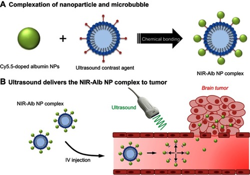 Scheme 1 Complexation of microbubble and NIR-Alb NP. (A) and NIR-Alb NP complex delivery to brain tumor by ultrasound; (B) NIR-Alb NP can be bound on NHS-activated MB by amide bonding coupling. The as-prepared complex is administrated via tail-vein intravenous injection. When ultrasound is applied in brain tumor site, the complex is oscillated and destroyed, opening the BBB. Finally, the nanoparticle can be delivered to tumor site in the brain.Abbreviations: BBB, blood–brain barrier; MB, microbubble; NHS, hydroxysuccinimide; NIR-Alb NP, near-infrared dye-incorporated albumin nanoparticle.