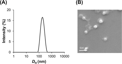 Figure 4 Size distribution of DE-NPs (R-biodynamer: f-OVA, 10: 1, w/w) in aqueous solution (A). Morphology of DE-NPs (R-biodynamer: f-OVA, 10: 1, w/w), measured by SEM (B).