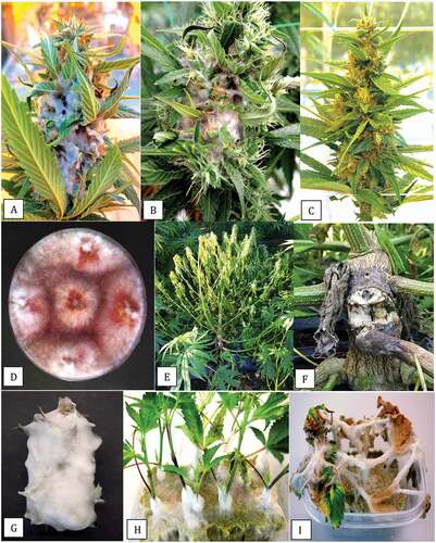 Fig. 9 (Colour online) Symptoms of bud rot on cannabis inflorescences and stem canker caused by Fusarium graminearum. a, b, Naturally infected inflorescences on indoor grown plants of cannabis showing prolific whitish-pink mycelial growth over the bract leaves and internal tissues. c, Healthy inflorescence with abundance of bract leaves. d, Recovery of F. graminearum from bud rot samples on PDA after 7 days. e, f, Symptoms of yellowing and wilt and dark sunken stem canker on hemp plant grown outdoors from which F. graminearum was recovered. g, Pathogenicity assay on detached bud showing prolific mycelial growth after 5 days. h, i, Pathogenicity assay on stem cuttings showing mycelial colonization of stem tissues after 5 days (h) and complete collapse after 10 days (i)
