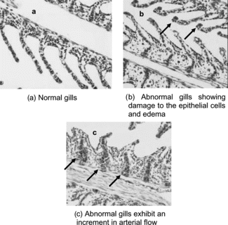 Figure 2 Normal and abnormal gills in tilapia (Oreochromis niloticus.) injected with (a) distilled water, and (b, c) Stichodactyla. toxin.