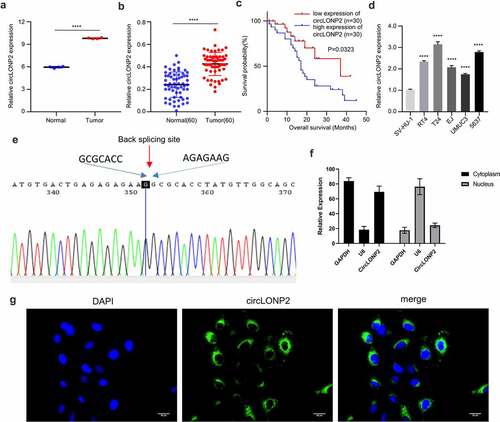 Figure 1. CircLONP2 is highly expressed in BC tissues and cells. (a). The analysis of GSE92675 RNA-seq dataset for CircLONP2 expression. (b). The expression level of circLONP2 in 60 pairs of BC tumors and para-cancerous normal tissues was examined by qRT-PCR. (c). Kaplan–Meier survival assessment of BC patients, which were divided into low and high circLONP2 expression groups (n = 60). (d). The expression level of circLONP2 in BC cell lines (RT4, T24, EJ, UMUC3 and 5637) and normal bladder cell line (SV-HU-1) (n = 3). (e). Sanger sequencing showing the specific back splicing site of circLONP2. (f). The relative expression level of GAPDH, U6 and circLONP2 in the cytoplasmic and nuclear faction of T24 cells (n = 3). G. RNA FISH showing the predominant cytoplasmic loclaization of circLONP2 in T24 cells. *P < 0.05 versus Control, **P < 0.01, ****P < 0.0001.