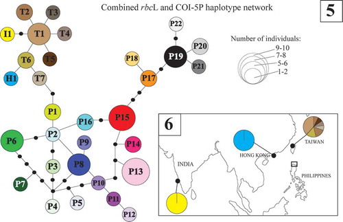 Figs 5–6. Statistical parsimony representing the entire Py. acanthophora haplotypes inferred from the combined COI-5P-rbcL dataset using TCS and their geographic distribution. Fig. 5. Haplotype network for COI-5P-rbcL dataset for all the known native populations of Py. acanthophora. The size of the circles represents the number of individuals; black dots correspond to missing haplotypes. Fig. 6. The geographic distribution of native haplotypes of Py. acanthophora in Hong Kong, Taiwan, and India. In the Philippines, the native populations of Py. acanthophora are limited across Northern Philippines (boxed).