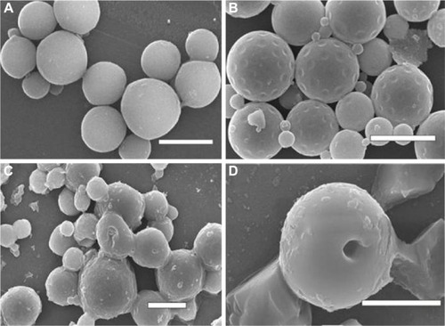 Figure 6 The scanning electron microscope images of bFGF-PLGA MS in shearing force loading experiment group.