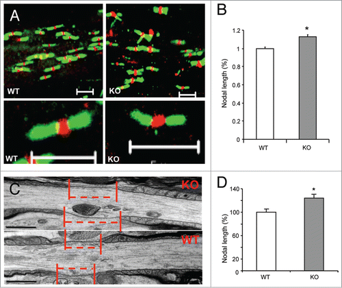 Figure 3. Increased nodal length in APP KO spinal cord. (A) The longitudinal sections of spinal cord from APP- KO and WT mice at 2 mo old were stained for Caspr and sodium chanels (Nach). Scale bars: 10 μm. Scale bars in higher magnification: 5 μm. (B) Nodal lengths in APP KO vs. WT mice were analyzed. The nodal length in APP WT spinal cord was normalized to 1.0. The relative nodal length in APP KO spinal cord was quantified and compared. Data are presented as mean ± SEM. *P < 0.05. (C and D) EM analyses of longitudinal spinal cord sections of APP KO vs. WT mice (all aged 3 mo). The red dotted lines and bars mark the spans of nodal gaps. Scale bars: 500 nm. The nodal length in APP WT spinal cord was normalized to 100. The relative nodal length in APP KO spinal cord was quantified and compared. Data are presented as mean ± SEM. *P < 0.05.