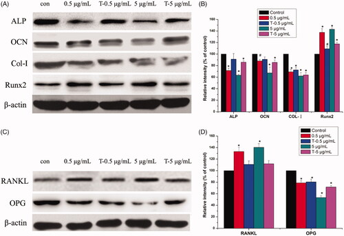 Figure 5. Western blot analysis of expressions of ALP, OCN, Col-I, Runx2, RANKL and OPG in MG-63 cells induced by AgNPs. A: Expression of osteogenic related proteins. B: Densitometry showing data from three experiments. C: Expression of osteoclast-related proteins. D: Densitometry showing data from three experiments. (n = 3, *p < .01 vs. control, # p < .05 vs. control; con: Control group; 0.5 μg/mL: 0.5 μg/mL AgNPs exposure for 72 h; T-0.5 μg/mL: termination of 0.5 μg/mL AgNPs exposure for 72 h; 5 μg/mL: 5 μg/mL AgNPs exposure for 72 h; T-5 μg/mL: termination of 0.5 μg/mL AgNPs exposure for 72 h).