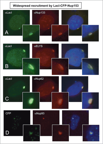 Figure 5. Widespread recruitment of nucleoporins to the LacO array by the LacI-CFP-Nup153 fusion protein. Immunofluorescence microscopy of U2OS 2–6–3 cells transiently transfected with a LacI-CFP-Nup153 construct. The location of LacI-CFP-Nup153 was visualized by CFP fluorescence or staining with anti-LacI antibody (left panel). Endogenous nucleoporin recruitment was assessed with antibody against: (A) Nup133, (B) ELYS, (C) Nup62, or (D) Nup93 (middle panel). Chromatin was visualized by DAPI staining. The smaller panel shows a magnified image of the LacO array for each image; the right hand panel is a merge of the previous 2 images with the DAPI DNA stain. Data for additional nucleoporins tested as well as the quantitation for colocalization and rim localization for all tested nucleoporins are shown in Table 1.