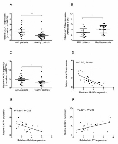 Figure 1. MALAT1 and CXCR4 are upregulated while miR-146a is downregulated in AML patients. The expression of MALAT1 (A), miR-146a (B) and CXCR4 (C) were measured in PBMSCs cells from AML patients (n = 20) or normal controls (n = 20) by qRT-PCR. The Spearman's correlation analyses were performed to analyze the correlation between MALAT1 and miR-146a (D), the correlation between CXCR4 and miR-146a (E), the correlation between MALAT1 and CXCR4 (F). *P < 0.05, **P < 0.01.