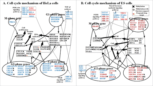 Figure 6. Carcinogenic and stemness mechanisms. (A) Carcinogenic mechanism of HeLa cells and (B) stemness mechanism of ES cells. Carcinogenic and stemness mechanisms were derived by applying big mechanism analysis to the principal GECN in HeLa and ES cells, respectively (Fig. 5 A and B), using the gene ontology tool DAVID. Genes/TFs/miRNAs in blue and red denote activated expression in HeLa and ES cells, respectively (p-value ≤ 0.05).
