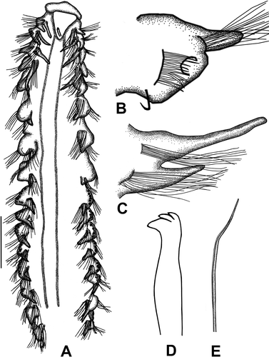 Figure 8. Spiophanes algidus. A, Anterior end, dorsal view; B, left parapodium of chaetiger 7, anterior view; C, left parapodium of chaetiger 4, anterior view; D, neuropodial hook of chaetiger 20; E, notochaeta of chaetiger 4. Scale: A = 0.5 mm, B = 163 μm, C = 152 μm, D = 12 μm, E = 19 μm.