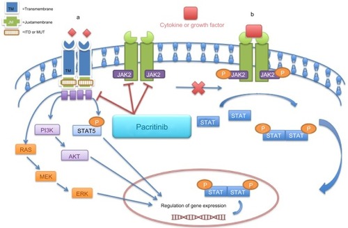 Figure 1 Inhibitory effects of pacritinib in the FMS-like tyrosine kinase (FLT3) and Janus kinase (JAK)—signal transducer and activator of transcription (STAT) pathway.