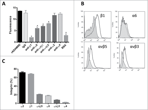 Figure 2. rADAM9D binds to DU145 through β1, α6, αvβ5 and αvβ3 integrins as demonstrated by an antibody competition assay (A) and by flow cytometry analysis (B). The integrin content of DU145 cell line was assessed by flow cytometry (C). (A) For antibody competition assay CMFDA-labeled cells were incubated with different anti-integrin antibodies (β1, α6, αvβ5, αvβ3, α2 and α4, at 10 µg/ml) and IgG control (10 µg/ml) before being plated on rADAM9D-coated (10 µg) wells. DU145 directly plated on rADAM9D or IgG-coated wells, without previous incubation with any antibody was used as positive control and BSA was used as negative control. (B) The integrin content of DU145 cells was determined by flow cytometry. Cells (1 × 105) were incubated for 40 min at 4°C with the specific antibodies cited earlier or control IgG. Cells were washed and incubated with secondary antibody labeled with FITC, at same conditions described before, washed and fixed with FACs buffer contaning 1% phormaldehyde overnight at 4°C. C. To verify the interaction with integrins, rADAM9D (1 µM) was previously incubated (30 min at room temperature) with DU145 cells, before the addition of antibodies. Cells were analyzed in FACSCanto. The results were obtained from 3 independent experiments in triplicate. The error bars show the SE of three samples with less deviation from the mean. The means that are significantly different from rADAM9D and IgG-coated wells using ANOVA followed of post hoc Dunnett's test were shown by *(P ≤ 0.001).