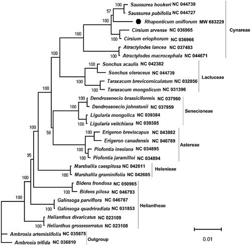 Figure 1. Molecular phylogenetic tree showing the position of Rhaponticum uniflorum in the family Asteraceae based on the complete chloroplast genomes among 29 species. The tree was constructed using maximum likelihood (ML) algorithm. Numerical value beside each node shows the bootstrap value obtained from 1000 replications. The branch lengths are scaled with a scale bar. The GenBank accession number for the corresponding sequences is shown to the right of the Latin name.
