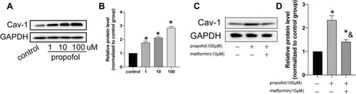 Figure 3 Metformin treatment regulated Cav-1 level. (A and B). Protein level of Cav-1 in HT-22 cells treated with 0, 1, 10 and 100 μM propofol, respectively (A). Grey value analysis of Cav-1 (B). (C and D). Protein level of Cav-1 in propofol-induced HT-22 cells either treated with 10 μM metformin or not (C). Grey value analysis of Cav-1 (D) (*p<0.05 compared to control group; &p<0.05, compared to propofol (100μM) group).
