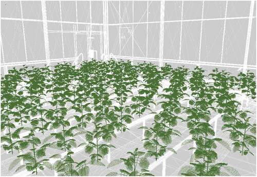 Figure 8. Simulated tomato plant growth in a virtual greenhouse environment. Visualisation created by Katarina Streit.