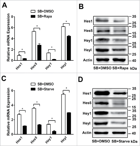 Figure 4. Autophagy inhibits Notch1 signaling pathway during the biliary differentiation of WB-F344 cells. (A) qRT-PCR analyzing the expression of the target genes of the Notch signaling pathway(Hes1, Hes5,Hey1 and Heyl) in WB-F344 cells treated with 3.75 mM SB for 4 d and co-culture DMSO, or rapamycin( 200 nM,Rapa) for 24h. (B) Western blot showing the level of Hes1, Hes5, Hey1 and Heyl in WB-F344 cells treated with 3.75 mM SB for 4 d and co-culture DMSO, or rapamycin( 200 nM,Rapa) for 24 h. (C)qRT-PCR analyzing the expression of the target genes of the Notch signaling pathway(Hes1, Hes5,Hey1 and Heyl) in WB-F344 cells treated with 3.75 mM SB for 4 d and co-culture DMSO, or starvation (serum-free medium, Starve) for 24h. (D) Western blot showing the level of Hes1, Hes5, Hey1 and Heyl in WB-F344 cells treated with 3.75 mM SB for 4 d and co-culture DMSO, or starvation (serum-free medium, Starve) for 24h. Data represent mean ± SEM *P < 0.05, **P < 0.01, n = 3.