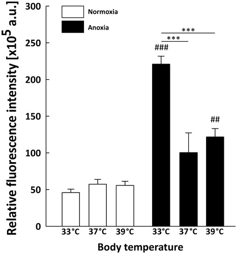 Figure 5. Quantitative analysis of HIF-1α level in the neonatal rats neocortex (n = 3 per each group) at different body temperatures (31 , 33 , 37C and 39 °C) 2 h after exposure to normoxic or anoxic conditions. Relative fluorescence intensity is expressed in arbitrary units (a.u). Data are presented as means ± SEM. Statistically significant differences between anoxic animals and their normoxic counterparts with the same body temperatures are denoted: ##p < 0.01 and ###p < 0.001; and those between the temperature variants of anoxic animals are denoted: ***p < 0.001.