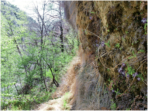Photo 7. Vue de l’Adianto – Pinguiculetum reichenbachianae des gorges de Paganin (photo CBN méditerranéen).
