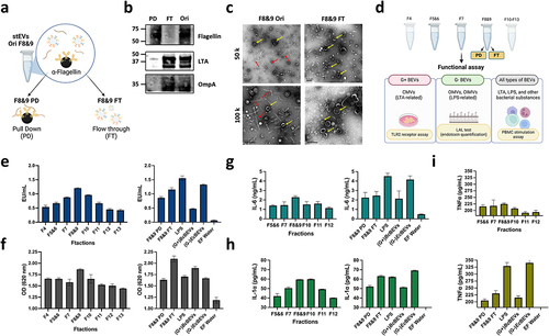 Figure 4. Determining the location and biological traits of stool-derived EVs through functional assays. (a) The image illustrates the process of immunoprecipitation (IP) and the naming origin of samples tested for F8&9 in stEVs, grouped as Pull Down (PD), Flow-through (FT), and untreated F8&9 (Ori). (b)The WB shows the expression levels of flagella and G+BEVs vs. G-BEVs in F8&9 after IP. (c) Representative TEM images from F8&9 Ori and F8&9 FT are displayed. The scale bar is 0.2 µm. Yellow arrows highlight EVs , while red arrows indicate flagella or pilifragments. The upper image is magnified at 50,000x, and the lower image at 100,000x. (d) This diagram explains the evaluation of functional traits in separated stool BEV samples and their associated result figures.EV characteristics were examined from various fractions using tests (e) LALtest, (f) TLR2 receptor assay and (g, h, i) PBMCs stimulation. F8&9 PD (flagella representation) and F8&9 FT (pureF8&9 BEVs), (G+)BcBEVs from F5&6, (G-)EcBEVs from F8&9, LPS were included as a positive control, and endotoxin-free (EF) water as a negative control. (g) IL-6, (h) IL-1α, and (i) TNFα were the cytokines tested in stimulated PBMCs. The figure includes datafrom three technical replicates, with error bars representing standard deviations.