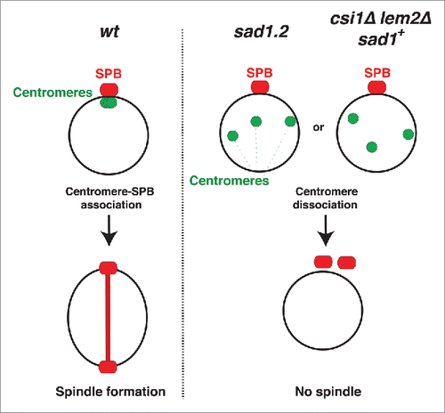 Figure 3. Centromere-LINC interactions promote mitotic spindle formation. In wt cells, the clustering of centromeres beneath the SPB promotes spindle formation. In sad1.2 cells or csi1Δ lem2Δ (sad1+) cells, centromere dissociation from the SPB abolishes spindle formation and cell division.