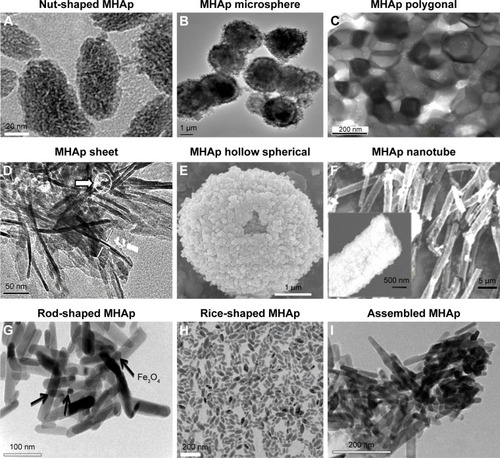 Figure 2 MHAp structure synthesized in different shapes (A–H). (A) Reproduced from Cui X, Green MA, Blower PJ, et al. Al(OH)3 facilitated synthesis of water-soluble, magnetic, radiolabelled and fluorescent hydroxyapatite nanoparticles. Chem Commun (Camb). 2015;51(45):9332–9335 with permission of The Royal Society of Chemistry.Citation88 (B) Reproduced from Lin K, Chen L, Liu P, et al. Hollow magnetic hydroxyapatite microspheres with hierarchically mesoporous microstructure for pH-responsive drug delivery. CrystEngComm. 2013;15(15):2999–3008 with permission of The Royal Society of Chemistry.Citation89 (C) Reprinted with permission from Boda SK, Anupama AV, Basu B, Sahoo B. Structural and magnetic phase transformations of hydroxyapatite magnetite composites under inert and ambient sintering atmospheres. J Phys Chem C. 2015;119(2):6539–6555. Copyright 2015 American Chemical Society.Citation90 (D) Reproduced from Chen F, Li C, Zhu YJ, Zhao XY, Lu BQ, Wu J. Magnetic nanocomposite of hydroxyapatite ultrathin nanosheets/Fe3O4 nanoparticles: microwave-assisted rapid synthesis and application in pH-responsive drug release. Biomater Sci. 2013;1(10):1074–1081 with permission of The Royal Society of Chemistry.Citation78 (E) Reproduced from Lin K, Chen L, Liu P, et al. Hollow magnetic hydroxyapatite microspheres with hierarchically mesoporous microstructure for pH-responsive drug delivery. CrystEngComm. 2013;15(15):2999–3008 with permission of The Royal Society of Chemistry.Citation89 (F) Reprinted from Singh RK, El-Fiqi AM, Patel KD, Kim HW. A novel preparation of magnetic hydroxyapatite nanotubes. Mater Lett. 2012;75:130–133. Copyright 2012, with permission from Elsevier.Citation79 (G) Reproduced from Bharath G, Prabhu D, Mangalaraj D, Viswanathan C, Ponpandian N. Facile in situ growth of Fe3O4 nanoparticles on hydroxyapatite nanorods for pH dependent adsorption and controlled release of proteins. RSC Adv. 2014;4(92):50510–50520 with permission of The Royal Society of Chemistry.Citation77 (H) Reproduced from Cui X, Green MA, Blower PJ, et al. Al(OH)3 facilitated synthesis of water-soluble, magnetic, radiolabelled and fluorescent hydroxyapatite nanoparticles. Chem Commun (Camb). 2015;51(45):9332–9335 with permission of The Royal Society of Chemistry.Citation88 (I) Reproduced from Bharath G, Prabhu D, Mangalaraj D, Viswanathan C, Ponpandian N. Facile in situ growth of Fe3O4 nanoparticles on hydroxyapatite nanorods for pH dependent adsorption and controlled release of proteins. RSC Adv. 2014;4(92):50510–50520 with permission of The Royal Society of Chemistry.Citation77Abbreviation: MHAp, magnetic hydroxyapatite.