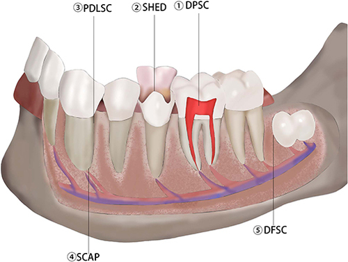 Figure 1 The origin of DMSCs.