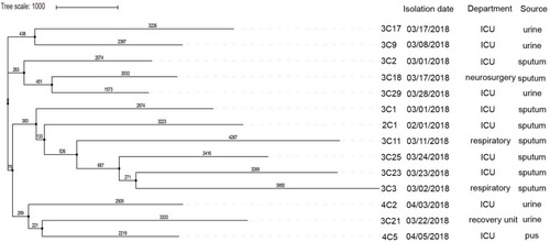 Figure 3 SNP analysis of KPC-2-producing K. pneumoniae isolates, performed using kSNP. The maximum likelihood analysis of the core SNP matrix output for kSNP is performed in iTOL.