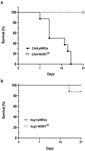 Figure 7. Effect of Wor1 overproduction in mouse viability (in a systemic candidiasis model).