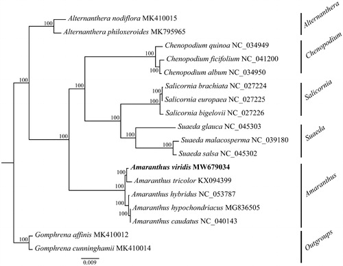 Figure 1. A Maximum-Likelihood (ML) phylogenetic tree based on 18 Amaranthaceae plastomes was shown. Bootstrap support values are shown next to branches.