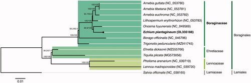 Figure 1. Maximum-likelihood tree inferred from the sequences coding for the shared proteome from Echium plantagineum isolate BPTPS251 and all 11 verified and complete chloroplast genomes belonging to the Boraginales order available in GenBank (Accession date: 2021.12.04). Numbers attached to the branches show the SH-aLRT and the UFBoot2 percent supports (SH-aLRT/UFBoot2). Salvia officinalis (Lamiales) was used as the outgroup.