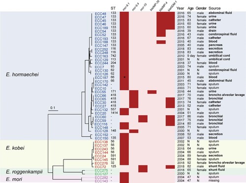 Figure 1. Phylogenetic analysis and characteristics of the 48 MCR-ECC isolates collected in this study. A core-genome phylogenetic tree including the 48 MCR-ECC isolates was constructed and mid-point rooted. The isolates clustered into four clades corresponding to four species (blue: E. hormaechei, yellow: E. kobei, green: E. roggenkampii, purple: E. mori). The ST of each isolate is shown, and the novel ST is indicated by a dash. The absence (in pink) or presence (in red) of colistin and carbapenem resistance genes is diaplayed by a heatmap, and a truncated mutant of mcr-9 was marked with an asterisk. Clinical information of the isolates and patients are listed. The sterile-site specimens were in bold.