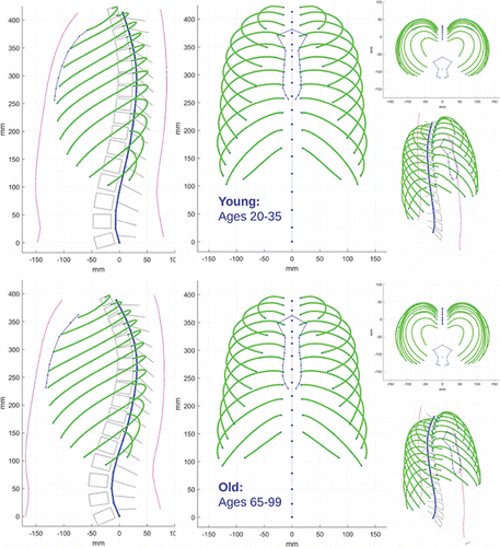 Figure 4. Reconstructed skeletal geometry from average model parameters as measured from the young and old subject groups. Skin and vertebral body outlines included for visualization purposes only.