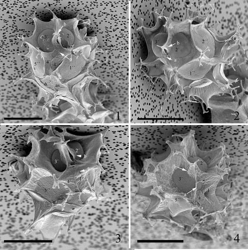 Plate 7. 1–4. Scanning electron micrographs of apical views of four different specimens of Spiniferites elongatus from the Barents Sea with significant variation in the elevation of sutural crests, all showing consistently four apical plates (1′–4′). Note a faint suture between 1′ and 4′. ‘a’ indicates reflection of ventral pore; ‘b’ indicates reflection of apical pore. as = anterior sulcal plate. Scale bars = 10 µm.