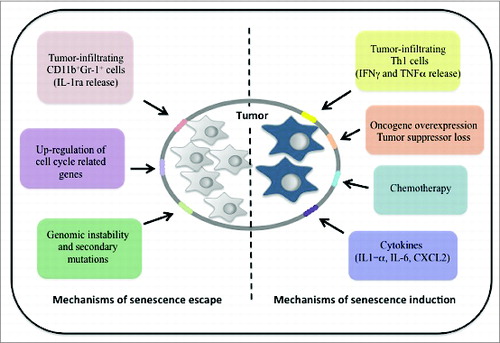 Figure 1. A model of tumor heterogeneity and senescence evasion. Whereas both intrinsic and extrinsic mechanisms induce cellular senescence in the tumor tissue that constrains neoplastic cell growth and limits tumorigenesis, multiple events trigger senescence evasion in tumor cells, thus breaking down the barrier to cell proliferation and cancer progression.