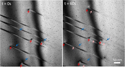 Figure  1. Bragg-contrast TEM still images of an in-situ heating experiment at 645°C showing the motion of dislocations (red arrows) trailing planar defects. The movement of the dislocations is determined by comparison of their relative positions with respect to the surface contamination speckles (blue arrows). In the 60s frame, the dislocation positions at t = 0 s are indicated by pink arrows as a guide to the eye.