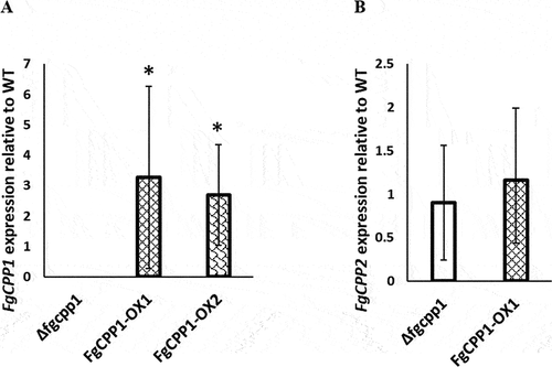 Fig. 2 (a) FgCPP1 and (b) FgCPP2 expression in FgCPP1 disruption and overexpression transformants relative to WT as determined by RT-qPCR. Fusarium graminearum β-TUBULIN and ELONGATION FACTOR 1A genes were used for FgCPP1 normalization and β-TUBULIN gene for FgCPP2 normalization. Bars represent standard error from three replicates, each performed in triplicate. Asterisks indicate statistically significant differences compared with the WT (p < 0.05, pairwise fixed reallocation randomization test).