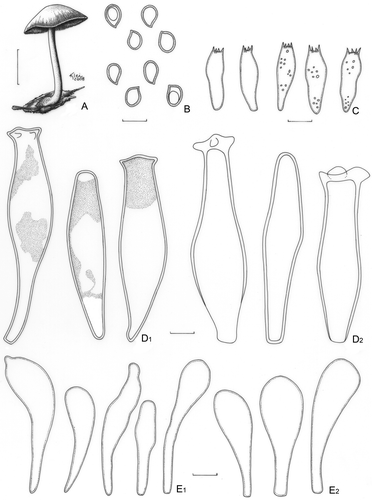 Figure 9. Pluteus harrisii. A–C. Menolli Jr. et al. NMJ122. A. Basidioma. B. Basidiospores. C. Basidia. D. Pleurocystidia; D1. Menolli Jr. et al. NMJ122; D2. F. Karstedt et al. FK1066. E. Cheilocystidia; E1. Menolli Jr. et al. NMJ122; E2. F. Karstedt et al. FK1066. Bars (A) = 1 cm; (B–E) = 10 μm.