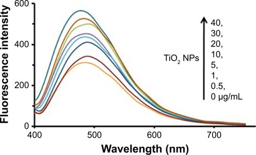 Figure 3 ANS fluorescence of tau in the absence and presence of increasing doses of TiO2 NPs at room temperature.Abbreviations: ANS, 8-anilinonaphthalene- 1-sulfonic acid; NPs, nanoparticles; TiO2, titanium dioxide.