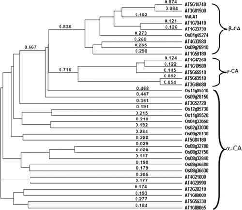 Figure 6. Phylogenetic tree showing the relative closeness of VuCAl to various plant CA proteins was drawn using the deduced amino acid sequences of l4 CAs from Oryza sativa (Os) and 19 CAs from Arabidopsis thaliana (At) genomes with the aid of Clustal W program. Dendrogram depicts the phylogenetic relationship among different CA proteins, which are broadly categorized into three major classes, alpha (α), beta (β), and gamma (γ). VuCAl falls into the beta class of proteins.