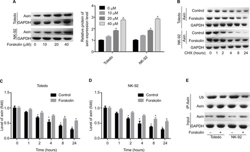 Figure 5 Forskolin increased the stability of Axin protein and reduced its ubiquitylation.Notes: (A) Toledo and NK-92 cells were treated with 0, 10, 20, or 40 μM of forskolin for 48 hours, then cells were collected for Western blotting analysis to determine the expression of Axin. (B) Toledo and NK-92 cells were treated with 0, 10, 20, or 40 μM of forskolin for 48 hours, then the culture medium was replaced with CHX (100 mg/mL) and incubated for 0, 1, 2, 4, 8, and 24 hours, next cells were harvested for Western blotting analysis with antibody against Axin. (C, D) Bar graph of the expression of Axin related to Figure 5B. (E) IP assay was used to analyze the expression of Ub combining with Axin protein in the presence or absence of forskolin (40 μM) (n=3, *P<0.05, forskolin group vs control group).Abbreviations: CHX, cyclohexane; GAPDH, glyceraldehyde 3-phosphate dehydrogenase; IP, immunoprecipitation; Ub, ubiquitin.