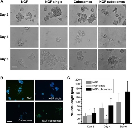 Figure 6 The bioactivity of encapsulated NGF assessed on PC12 cells.Notes: (A) PC12 cells treated with 10 ng/mL NGF single, or constant treatment with 10 ng/mL NGF, blank cubosomes, or NGF-loaded cubosomes at day 2, day 4, and day 6. (B) Neuronal outgrowth in PC12 cells following 6 days culture with NGF-loaded cubosomes (βIII tubulin staining [green] of differentiated cells). Nuclei stained with Hoechst (blue) and the differentiated cells stained with βIII tubulin (green). (C) Neuronal outgrowth was observed in constant NGF treatment and in group treatment with NGF-loaded nanoparticles. Data represents mean ± standard deviation, n=40 (neurites per group). *P<0.05 means statistical significances between NGF single and the other groups. Scale bar: 100 μm.Abbreviation: NGF, nerve growth factor.