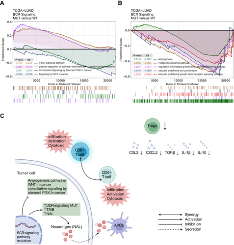 Figure 6 (A and B) Comparison of GSEA analysis between MUT and WT groups in the TCGA-LUAD cohort. (C) Potential mechanism underlying the prognostic value of the BCR signaling pathway mutation.