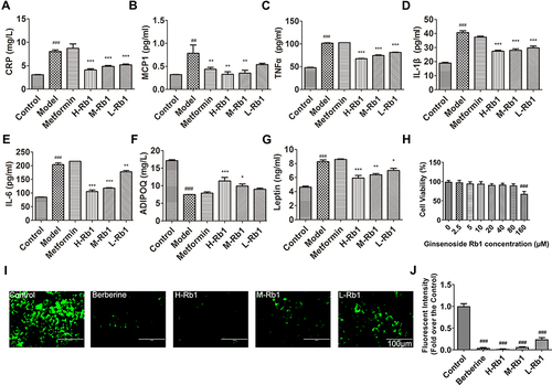 Figure 2 Ginsenoside Rb1 improved secretion of adipocytokines and lipid accumulation in adipocytes. (A) CRP1; (B) MCP1; (C) TNFα; (D) IL-1β; (E) IL-6; (F) adiponectin levels and (G) leptin in sera of different groups. (H) MTT assay showing 3T3-L1 cell viability treated using different concentrations of ginsenoside Rb1. (I) BODIPY staining images showing lipid accumulation in 3T3-L1 cells and (J) quantification of green fluorescence in different groups. H-Rb1, 20μM ginsenoside Rb1, M-Rb1, 40μM ginsenoside Rb1, L-Rb1, 80μM ginsenoside Rb1. Scale bar, 200 μm. Data are expressed as the mean ± SEM (n = 3–6) *p<0.05 or **p<0.01 or ***p<0.001 vs model group; ##p<0.01 or ###p<0.001 vs the control.