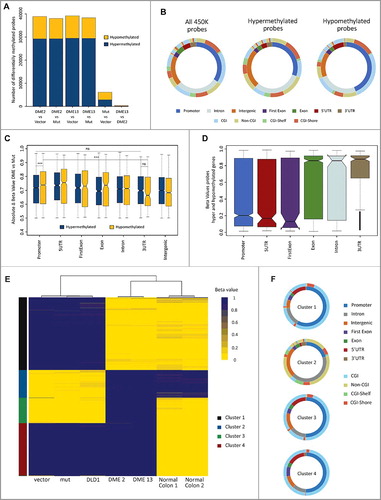 Figure 4. DME expression causes both losses and gains of DNA methylation, partially restoring the pattern of normal tissue. (A) Barplot depicting the number of CpG sites displaying differential methylation in several pairwise comparisons. Cell lines are DLD-1 cells transfected with the empty vector and transfectants expressing WT DME or a mutant version. Hyper-/hypo-methylation indicates a statistically significant methylation increase/decrease observed in the first member of each pair. (B) Distribution of differentially methylated CpG sites according to their genomic location (inner ring) and CpG class (outer ring). The left plot represents the distribution of all probes in the 450K methylation array. Center and right plots depict sites displaying hyper- or hypo-methylation in both DME 2 and DME 13 lines when compared to cells expressing a mutant DME version. Colors indicate the percentage of sites at each location, as indicated at the bottom. (C) Overall methylation changes in CpG sites displaying differential methylation according to their respective genomic locations. Absolute beta values are means for sites displaying hyper- or hypo-methylation in both DME 2 and DME 13 lines when compared to cells expressing a mutant DME version. (D) Boxplot indicating overall changes in beta values across different genomic locations for probes located in genes containing both hyper- and hypo-methylated sites. Values are means for sites displaying hyper-or hypomethylation in both DME 2 and DME 13 lines when compared to cells expressing a mutant DME version. (E) Heatmap representing the methylation status (beta-value) of the 3000 most variable probes (y-axis) for each of the different cell samples (x-axis). Unsupervised clustering analysis grouped cell samples in 3 main clusters (indicated by three major branches of the upper dendrogram) and CpG sites in 4 main groups (indicated on the left by different colors, see text for details). (F) Genomic location and CpG class distribution for each of the 4 groups of CpG sites identified by the unsupervised clustering algorithm.