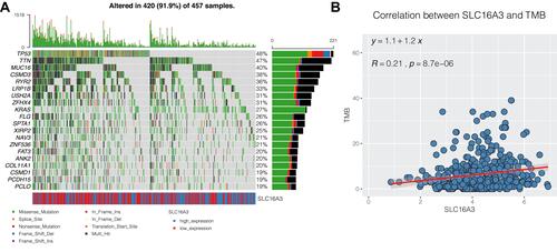 Figure 8 Mutation analysis of lung adenocarcinoma. (A) The landscape map of the top 20 genes with the highest mutation frequency, among which TP53 and TTN genes are more prone to mutation. (B) SLC16A3 was associated with tumor mutation load (TMB). (COR = 0.21, P <0.05).