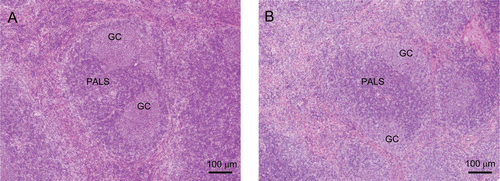 Figure 4.  Histopathology of the spleen. Representative spleen tissue from (A) control and (B) 300 mg/kg MXC-treated mouse. Note that spleens from animals immunized with SRBC had decreased cellularity of periarteriolar lymphocyte sheath (PALS), and germinal center (GC) development with MXC treatment. Hematoxylin and eosin staining. Scale bar = 100 µm.