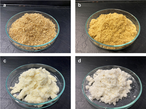 Figure 2. Photograph images of: (a) BBF-R, (b) BBF-A, (c) BBF-B (after 1st bleaching), (d) BBF-B (after 6th bleaching).