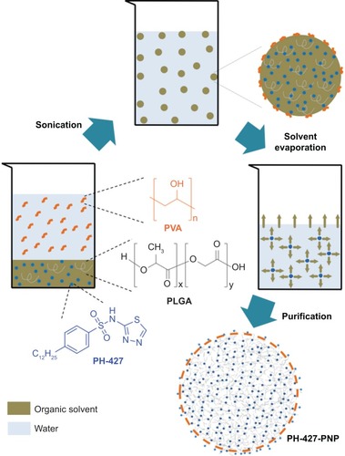 Figure 1 Schematic of the procedure for creating PLGA polymeric nanoparticles loaded with the PH-427 chemotherapeutic agent (PH-427-PNP). Emulsification in dichloromethane and water was facilitated by sonication, followed by solvent evaporation and purification using centrifugation.Abbreviations: PLGA, poly(lactic-co-glycolic acid); PVA, poly(vinyl alcohol); PNP, PLGA polymeric nanoparticles.