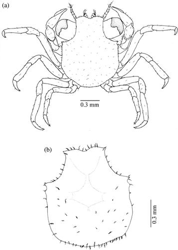 Figure 4. Armases rubripes. First juvenile stage: (a) dorsal view; (b) dorsal view of the carapace.